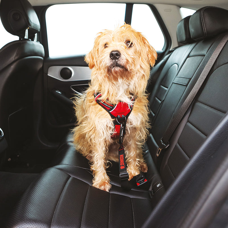 KONG Seat Belt Tether - moki+