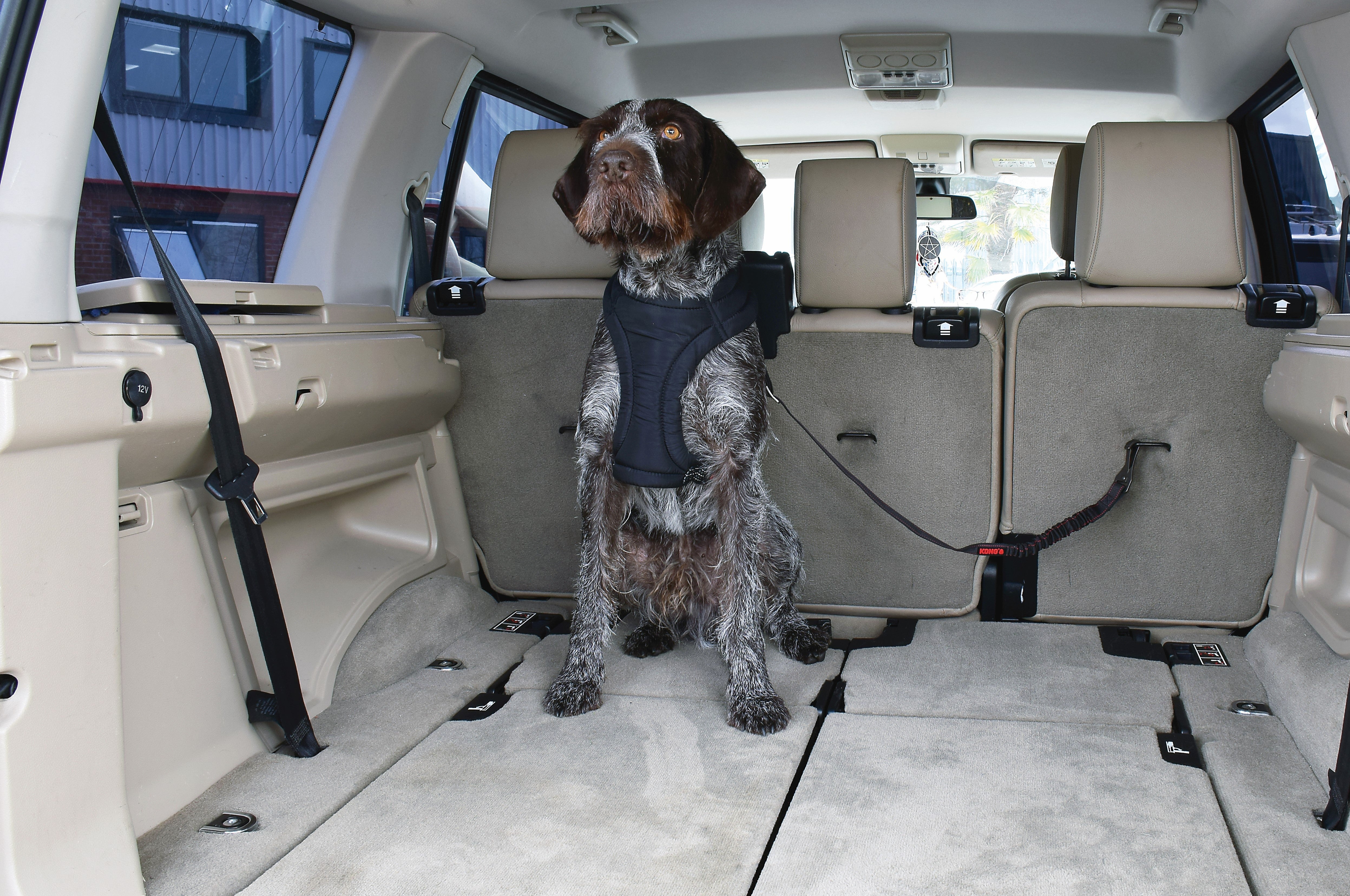 KONG Cargo Swivel Tether - moki+