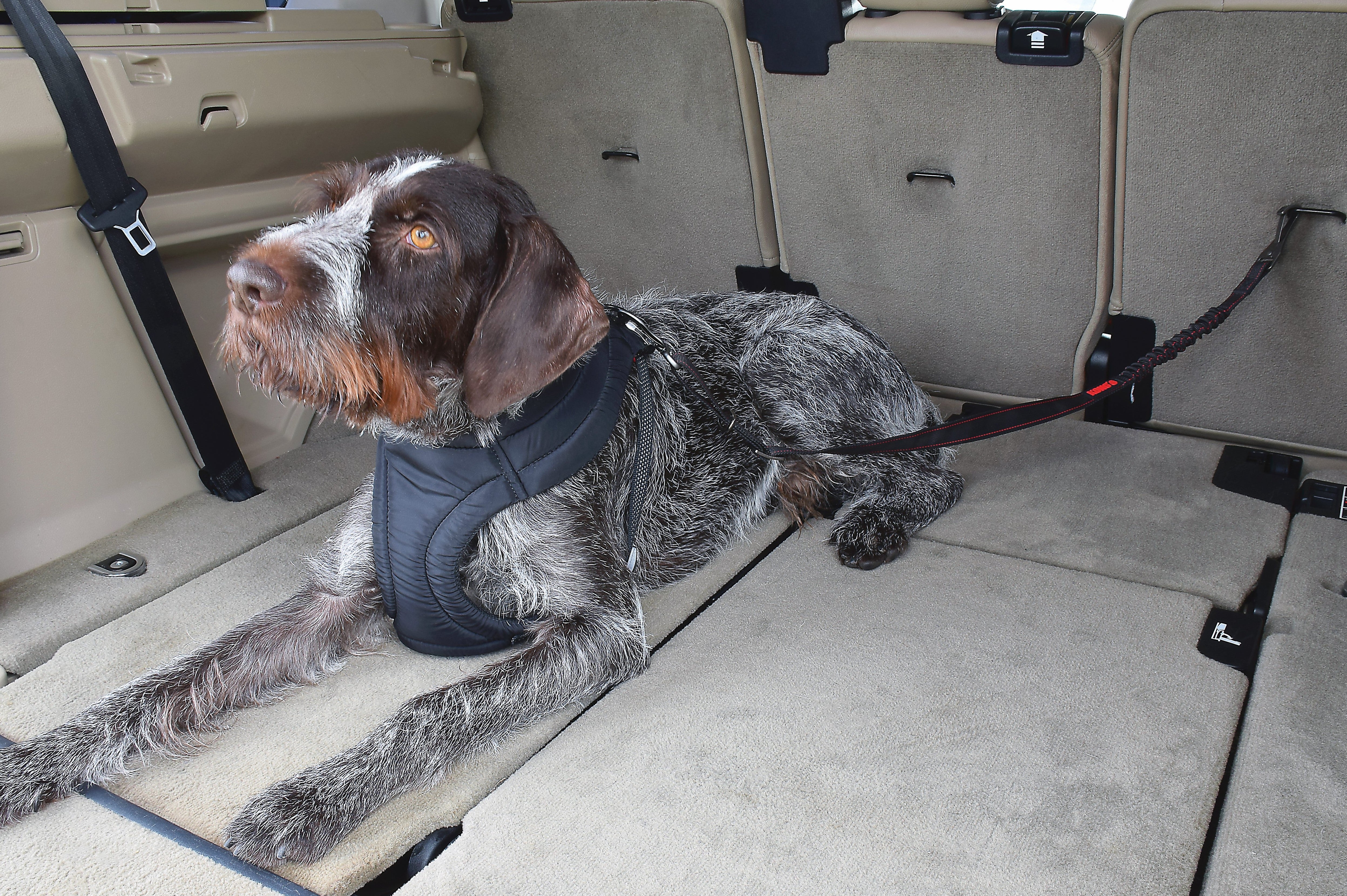 KONG Cargo Swivel Tether - moki+