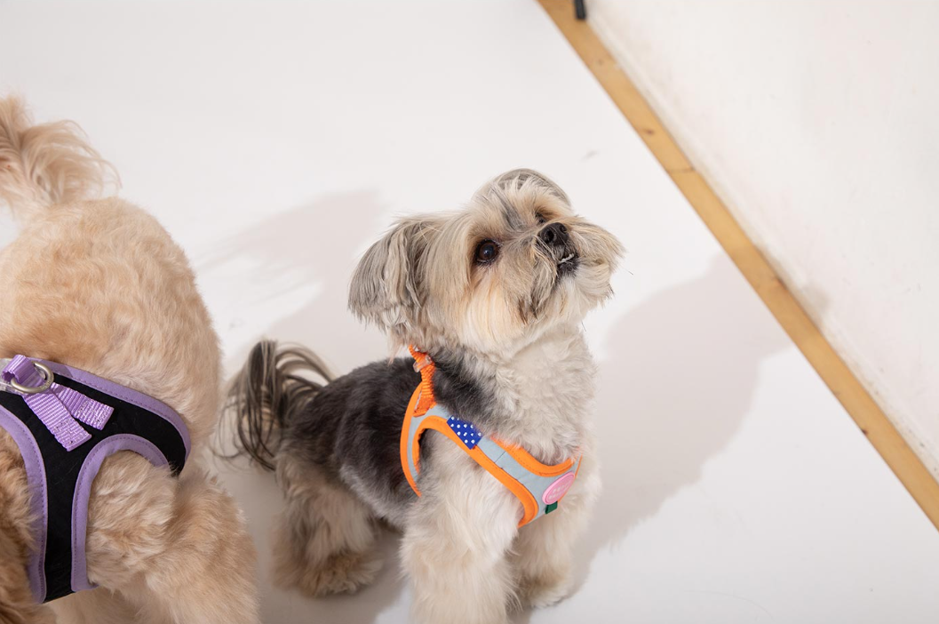 Plus Alpha Harness - moki+