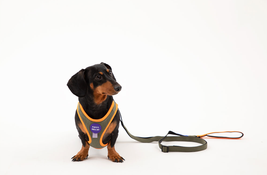 Plus Alpha Dog Adjustable Leash - moki+