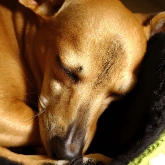 Dog sleeping blog 2