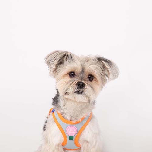 Plus Alpha Harness - moki+