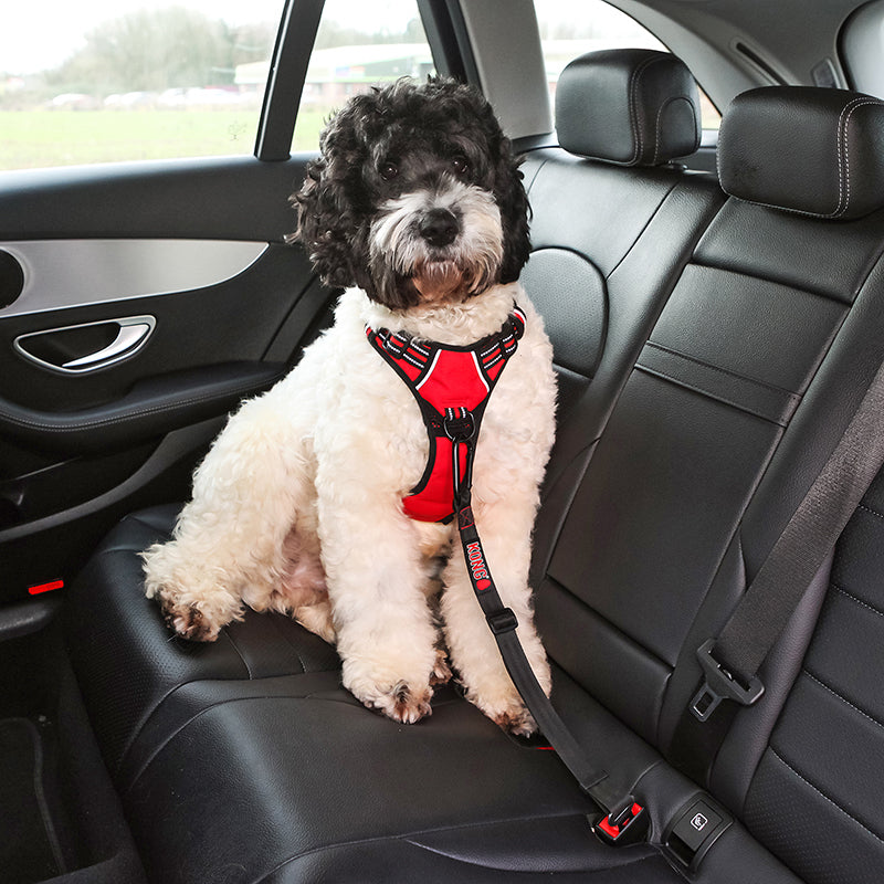 KONG Travel Seat Belt Tether – moki+ - Main Image